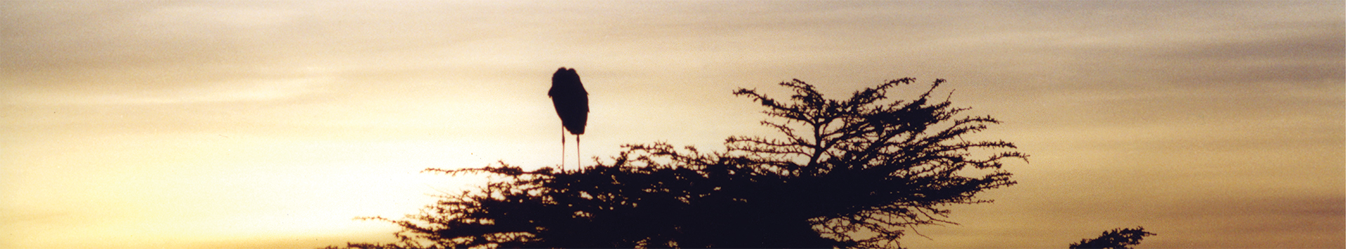 mariboustork nest image